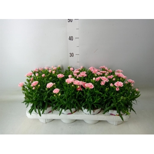 Dianthus  'Oscar Antique Pink'