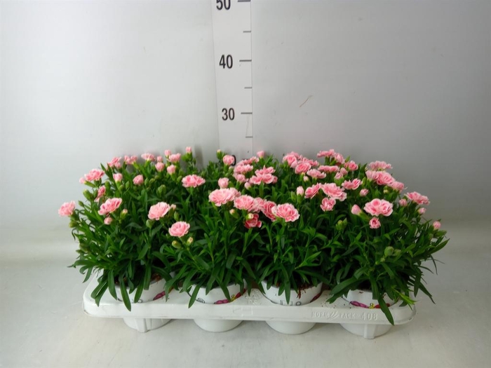 <h4>Dianthus  'Oscar Antique Pink'</h4>