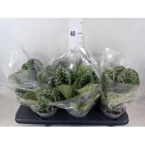 Primulina dryas 'Pretty Turtle'