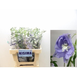 DELPH DU MAG F LAVEN