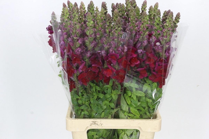 <h4>ANTIR POTO RED</h4>