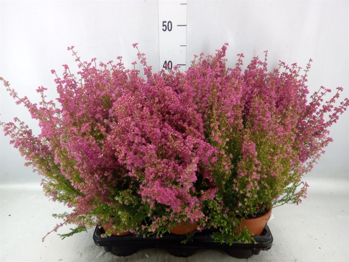 <h4>Erica gracilis   ...red</h4>