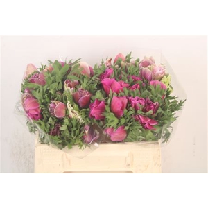 Anem Mistral Cenere X25