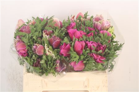 <h4>Anem Mistral Cenere X25</h4>