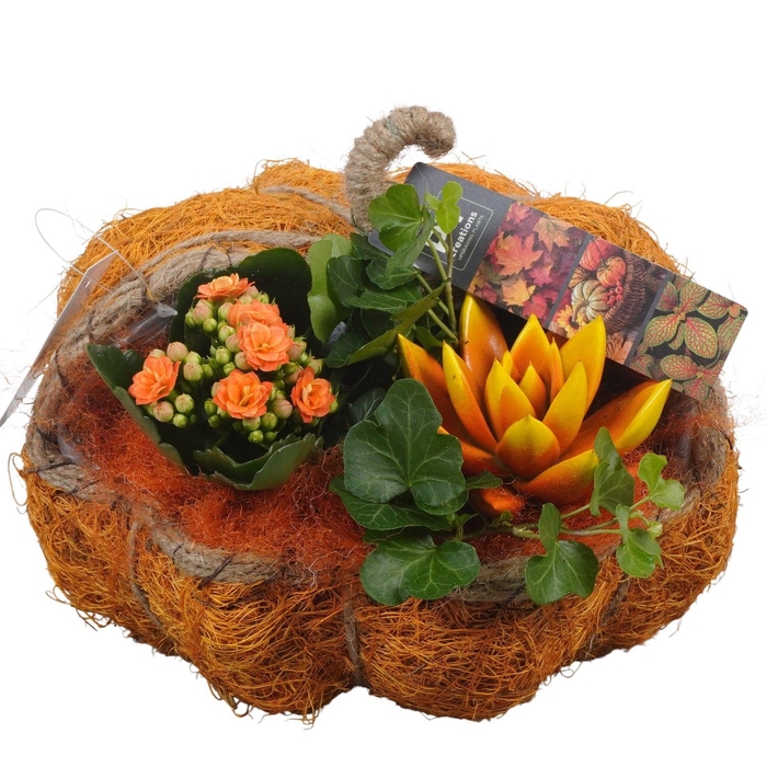 <h4>Arr.   Planten H%</h4>