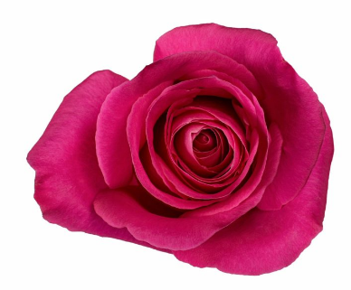 <h4>R Gr Pink Floyd! Hot Pink 50cm EC</h4>