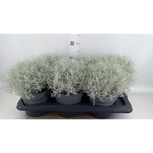 Leucophyta brownii