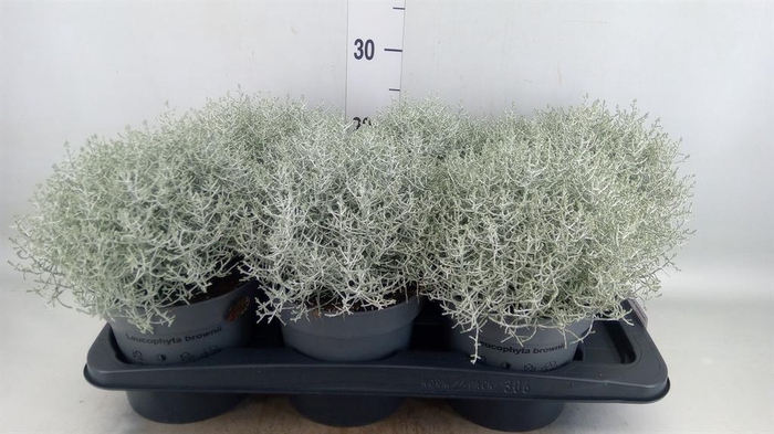 <h4>Leucophyta brownii</h4>