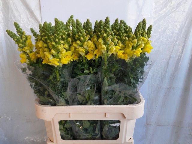 <h4>ANTIR LEGEND YELLOW</h4>