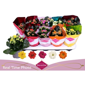 KAL GE PERF GEM 5 KL