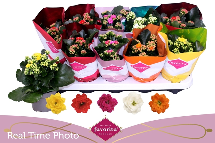 <h4>KAL GE PERF GEM 5 KL</h4>