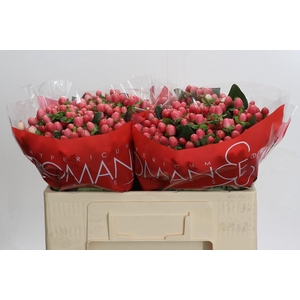 Hypericum Sweet Romance