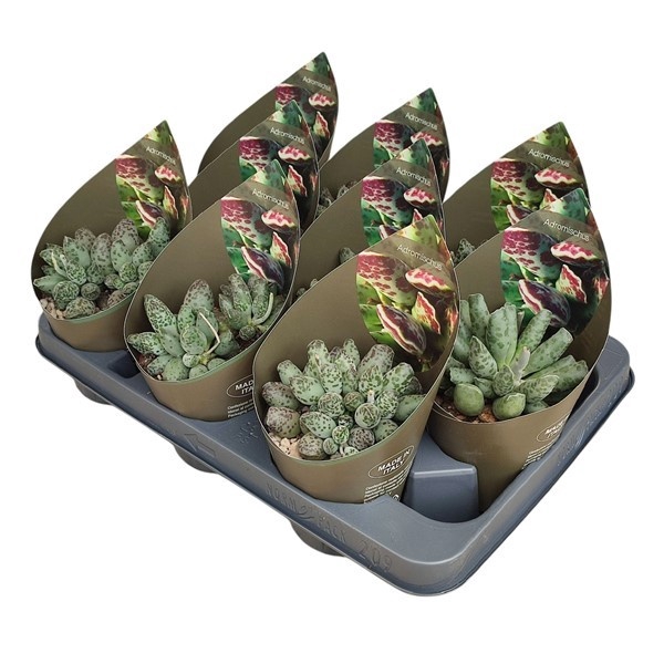 <h4>ADROMISCHUS FESTIVUS - POT Ø 10,5 WITH POTCOVER (S</h4>