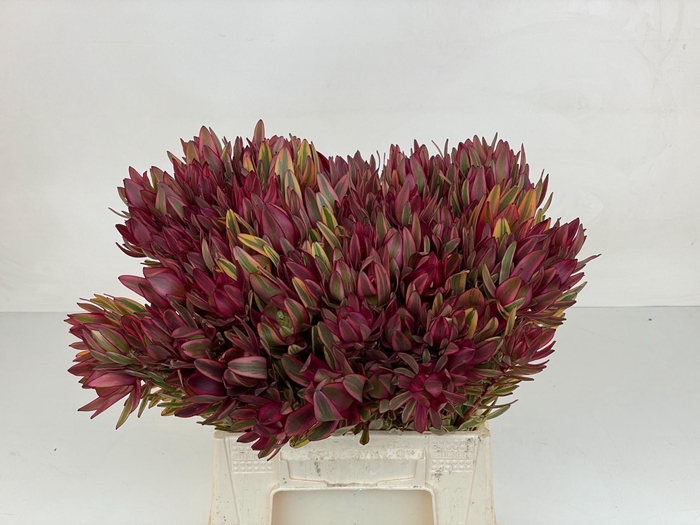 <h4>LEUCAD JESTER</h4>