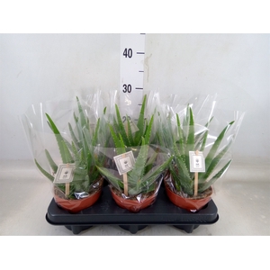 Aloe  'Mistral'