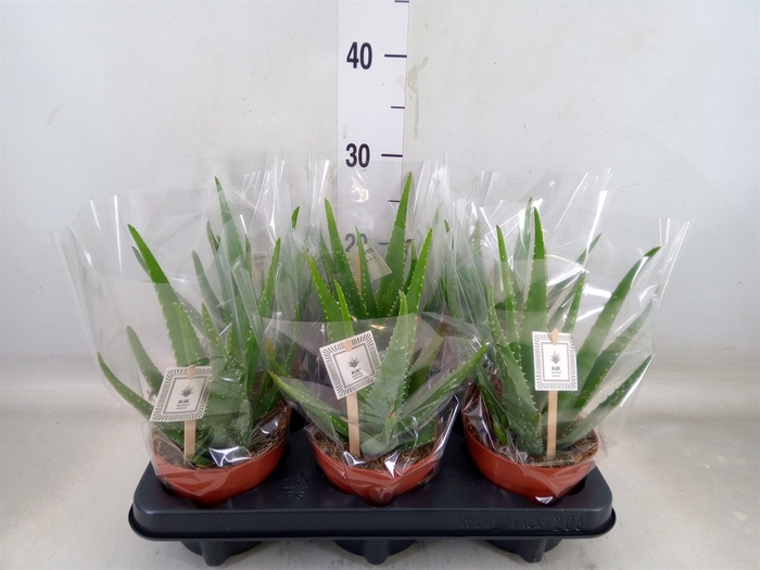 <h4>Aloe  'Mistral'</h4>