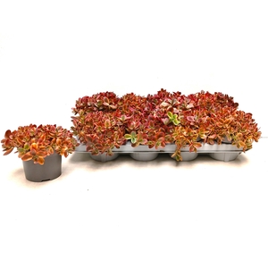 SEDUM OV