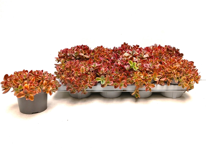 <h4>SEDUM OV</h4>