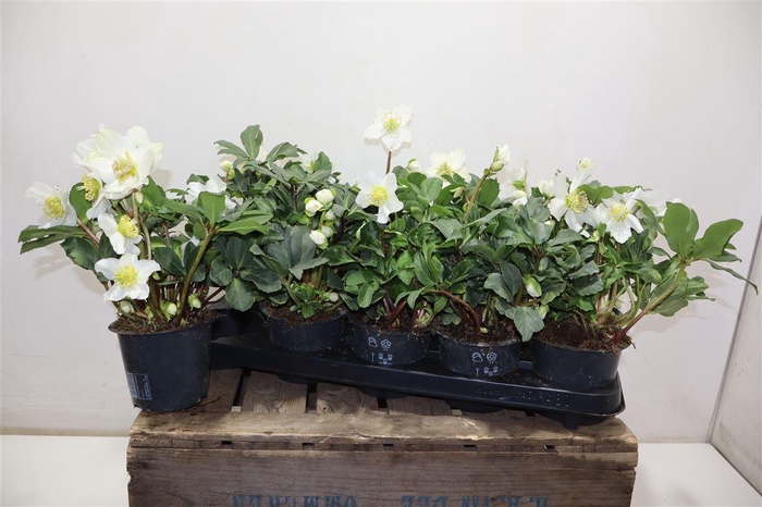 <h4>arr8 Hell Ni Happy Day</h4>