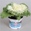 BRASSICA (SIERKOOL)