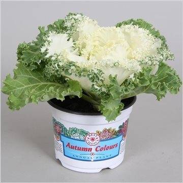 BRASSICA (SIERKOOL)