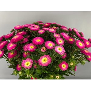 Callistephus Matsumoto Pink (x bunche)
