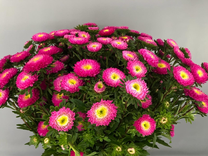 <h4>Callistephus Matsumoto Pink (x bunche)</h4>