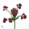 Astransia Lars Rose