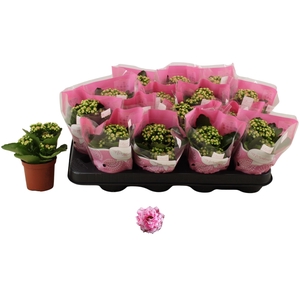 KAL GE ALANO BICOLOR