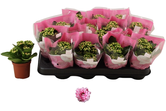 <h4>KAL GE ALANO BICOLOR</h4>