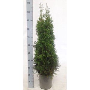THUJA O SMARAGD