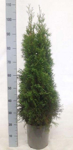 <h4>THUJA O SMARAGD</h4>