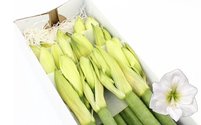 <h4>HIPP GA MONT BLANC</h4>