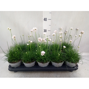 Armeria maritima 'Alba'