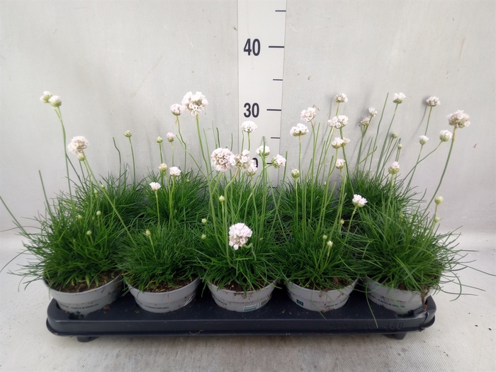 <h4>Armeria maritima 'Alba'</h4>