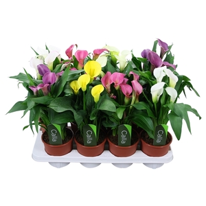 Zantedeschia gemengd Calla mix met etiket