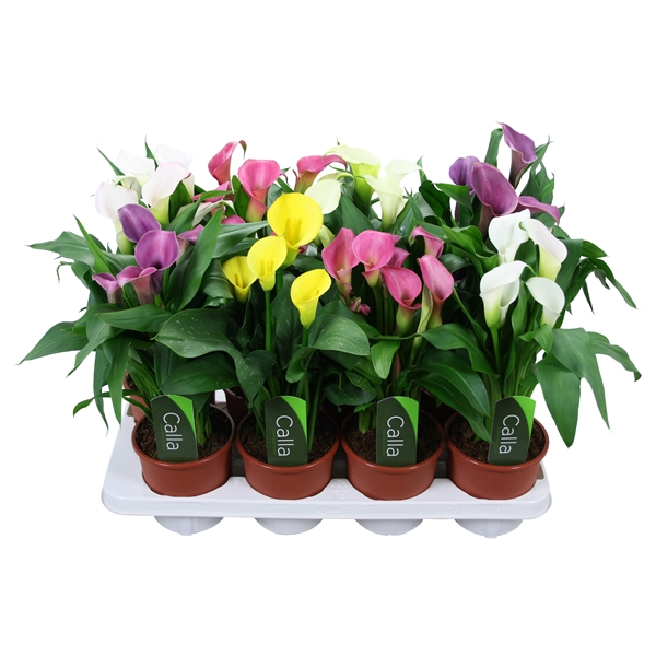 <h4>Zantedeschia gemengd Calla mix met etiket</h4>