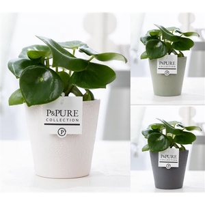 Peperomia Raindrop in P&PURE Ruby ceramics ass. 3