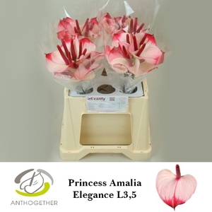 Anthurium Princess Amalia Elegance