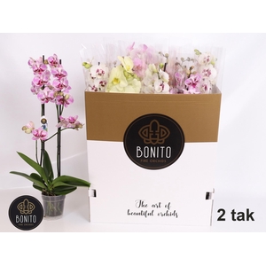 PHAL GEM 7 KL