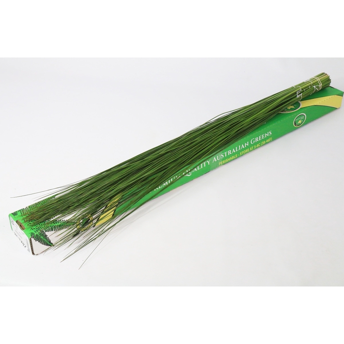 <h4>Steelgrass</h4>
