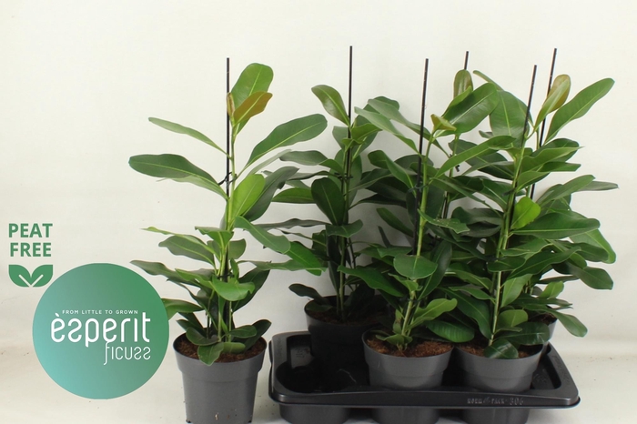 <h4>FIC MI SMILE</h4>