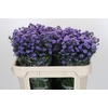 Aster Baby Blue