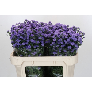 Aster Baby Blue