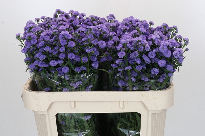 <h4>Aster Baby Blue</h4>