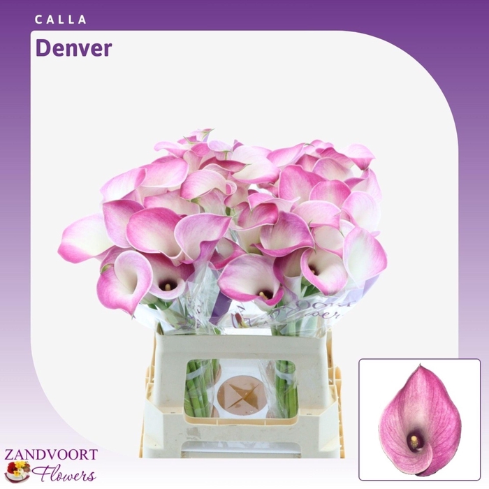 <h4>Calla Denver</h4>