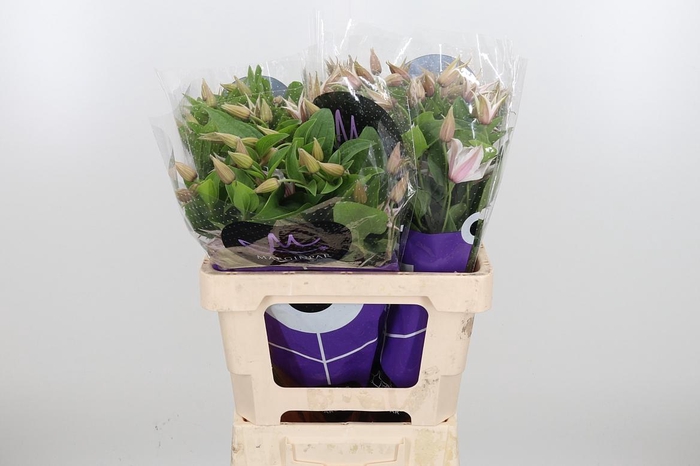 <h4>Clem Amazing Kansas</h4>