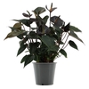 Anthurium Black Love in transparant sleeve