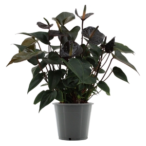 Anthurium 12 cm Black Love in transparant sleeve
