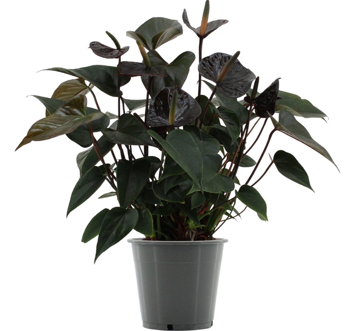 Anthurium Black Love in transparant sleeve
